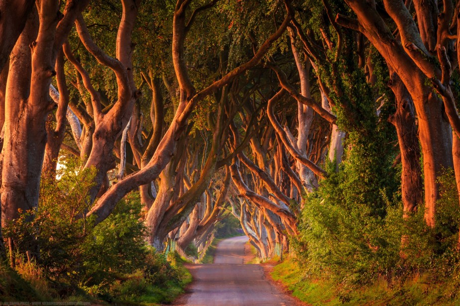 Réf.: The Dark Hedges - santoirish.com.br